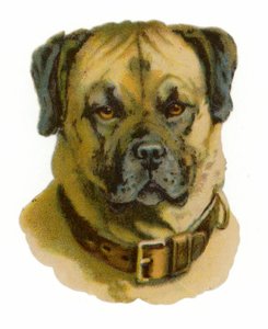 Cabeza de perro Rottweiler de American School