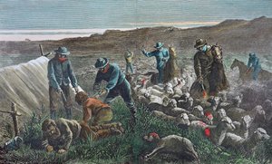 Matanza de ovejas durante la Guerra de Pleasant Valley, Arizona de American School