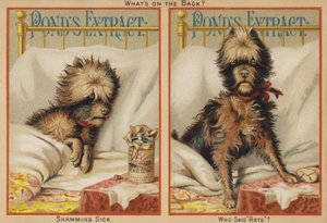 Perro enfermo en la cama de American School