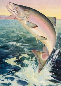 Pesca deportiva: Salmón real saltarín