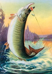 Pesca deportiva: Muskie saltarín