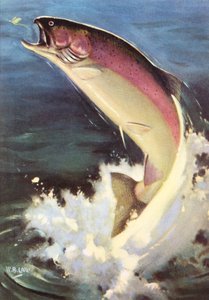 Pesca deportiva: Trucha arcoíris saltando