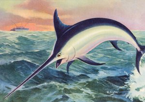 Pesca deportiva: El pez espada saltarín