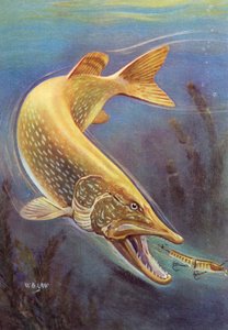 Pesca deportiva: El lucio del norte golpeando un señuelo