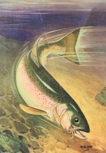 Pesca deportiva: Truchas arco iris en la línea