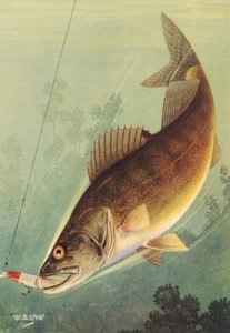 Pesca Deportiva: Walleye Striking a Lure