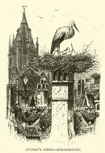 Nido de cigüeñas, Estrasburgo de American School