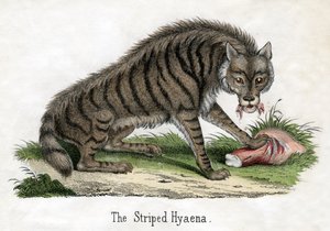 Hiena rayada, de La historia natural de los animales de American School