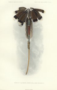 Espada de Thlewekwe (fraternidad de tragaespadas) (litografía en color) de American School