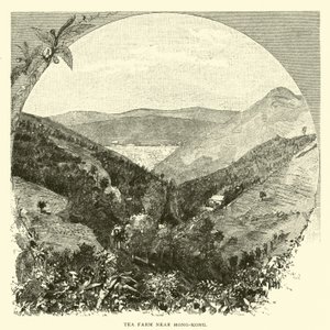 Granja de té cerca de Hong Kong de American School