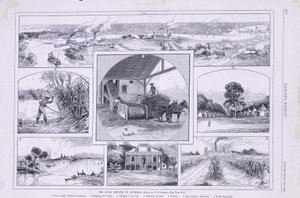 La industria azucarera de Luisiana de American School