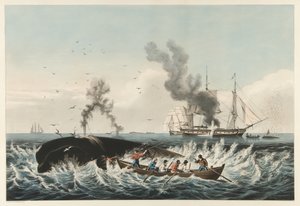 La pesca de ballenas - Atacando una ballena 