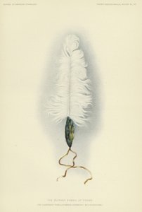El símbolo de la pluma de Tirawa (litografía en color) de American School