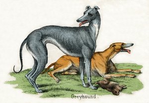Dos galgos, de La historia natural de los animales