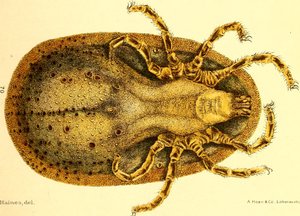 Vista ventral de Argus Miniatus, ilustración de 