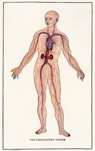 Impresión Anatómica Vintage del Sistema Circulatorio Humano de American School