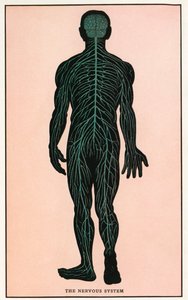 Grabado anatómico antiguo del sistema nervioso humano de American School