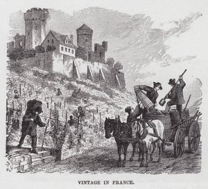 Vendimia en Francia