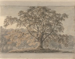 Vistas en Inglaterra, Escocia y Gales: Fresno en Londesbro Park, mayo de 1800 de Amos Green