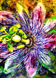 Una flor de pasionaria de colores vivos