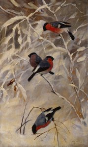 camachuelos de Anders Kongsrud