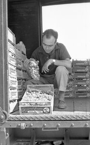 UVAS AMARGAS - LISTAS PARA LA ENTREGA