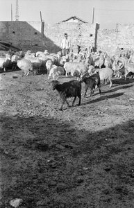 TRASHUMANCIA EN CROTONE