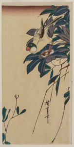Picogrueso y clemátide, mediados de 1830s de Ando Hiroshige