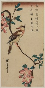 Ruiseñor coreano en rama de cerezo, principios o mediados de la década de 1830 de Ando Hiroshige
