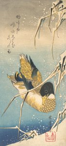 Pato mallard y juncos cubiertos de nieve, ca. 1832 de Ando Hiroshige