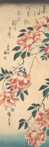 Rosas, ca. 1843