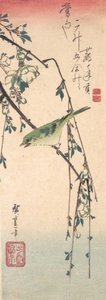 Reinita en una rama de ciruelo, ca. 1835 de Ando Hiroshige