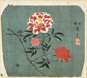 Abanico: Rosa