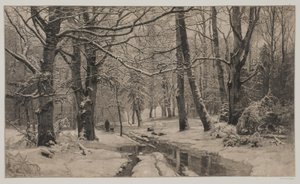 Día de invierno en un bosque