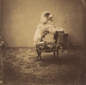 [El caniche de la emperatriz Eugenia], 1850s de Andre Adolphe Eugene Disderi