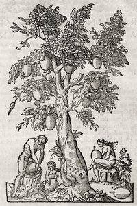 Árbol del pan, grabado por Andre Thevet, París, Francia