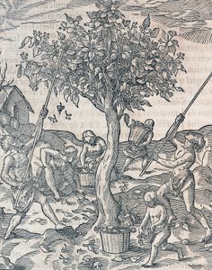 Cosecha de pimienta en la isla de Java, grabado de la Cosmología Universal por André Thevet (1504-1592), París de Andre Thevet