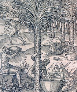Habitantes de Cabo Verde haciendo bebidas de palmeras, grabado de Cosmología Universal, por Andre Thevet, París de Andre Thevet