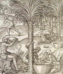 Habitantes de Cabo Verde haciendo bebidas de palmeras, grabado de Cosmología Universal, por Andre Thevet, París, África, 1575 de Andre Thevet