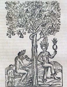 Nana fruit, planta medicinal tropical, grabado de Cosmología Universal, por André Thevet (1504-1592), París