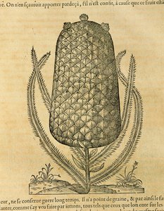 Piña (Ananas comosus), grabado por Andre Thevet de Andre Thevet
