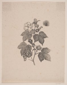 Planta de algodón de Andreas Flinch