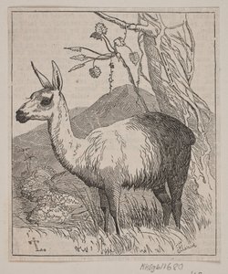 Una llama