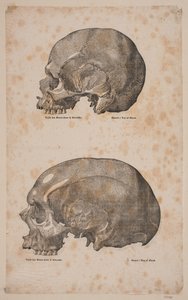 Dos cráneos de Andreas Flinch