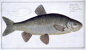 Chub (Cyprinus Jeses) lámina VI de 