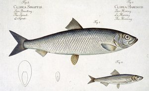Arenque (Clupea Harengus) (Fig. 1) y Espadín (Clupea Sprattus) lámina XXIX de 
