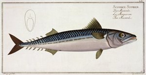 Caballa (Scomber Scomber) lámina LIV de 