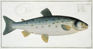 Salmón (Salmo Salar) placa XX de 