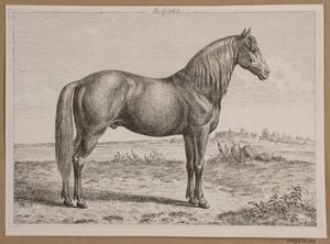 Rolf. Un caballo en el campo de Andreas Peter Madsen