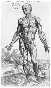 Estudio anatómico, ilustración de 